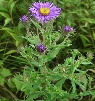 New England aster